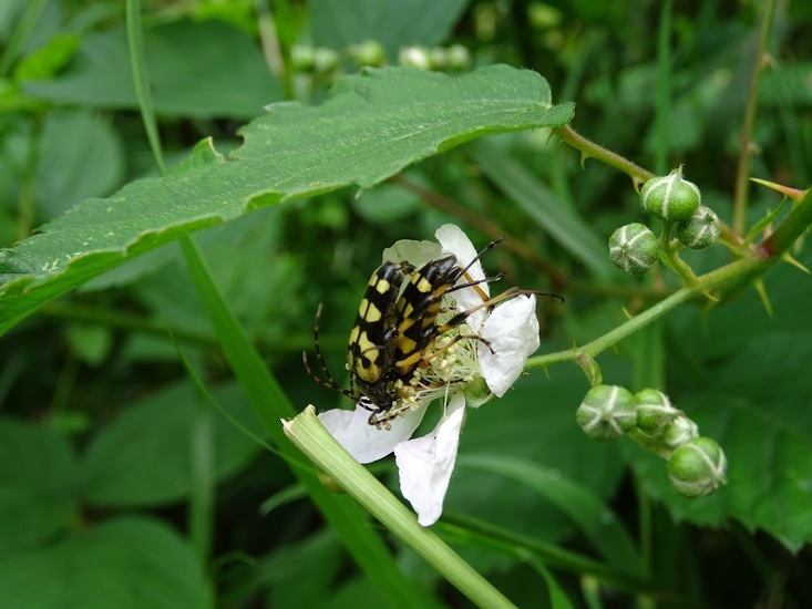 Geringelde /Rutpela maculata/.