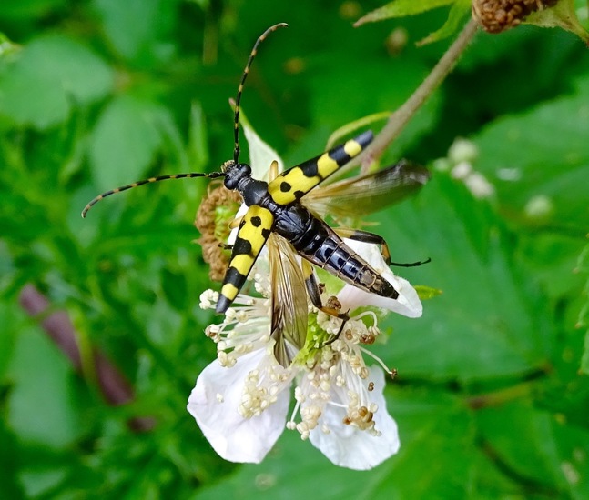 Geringelde /Rutpela maculata/.