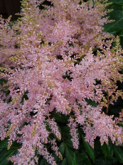 Astilbe Youniyue.