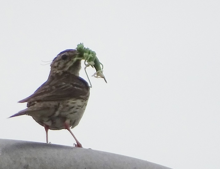 Met grote sprinkhaan.