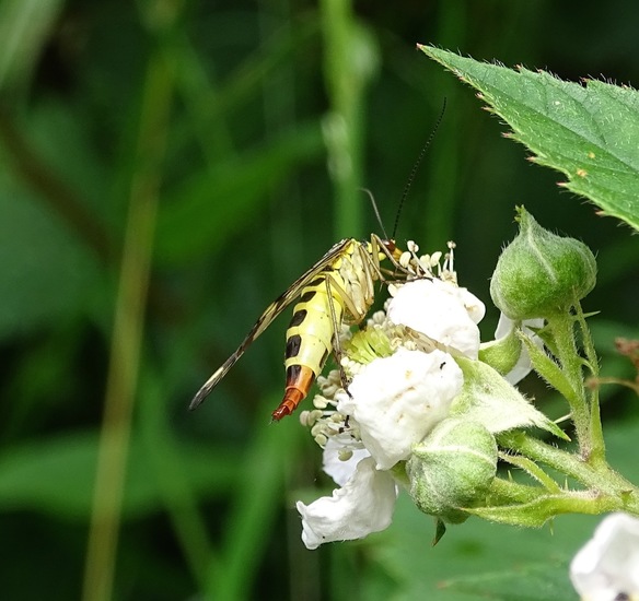 Schorpioenvlieg, vrouwtje.