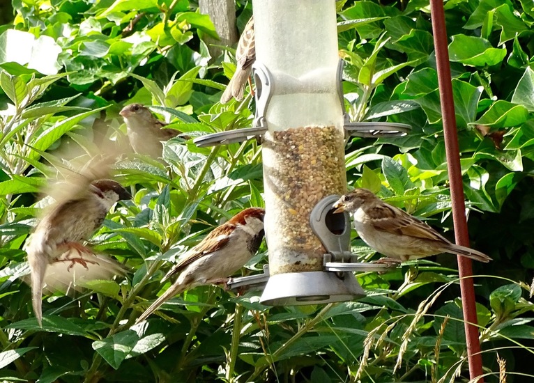 Man en Vrouw Huismus..
