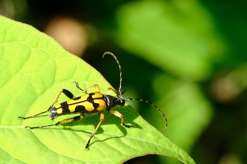Geringelde Smalboktor.