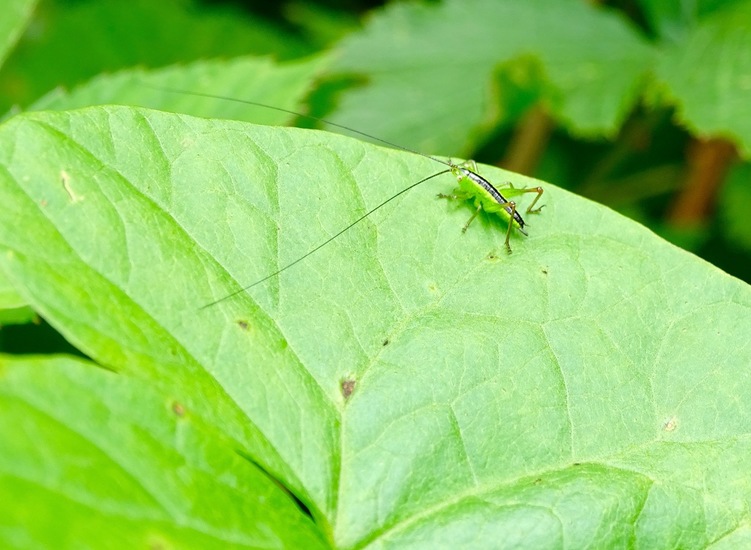 Nimf spitskopje (gewoon of zuidelijk, nu nog niet te herkennen).