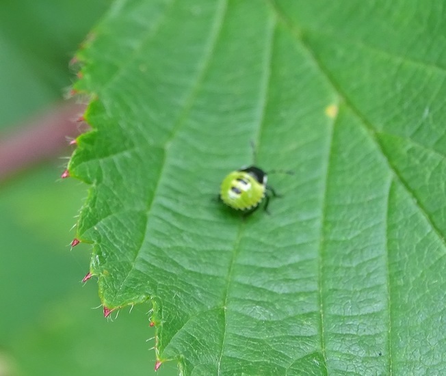 Nimf groene schildwants.