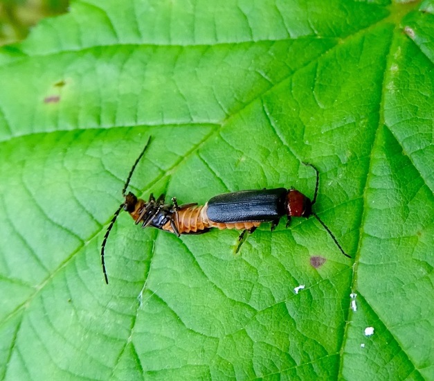(Cantharis) Silis.