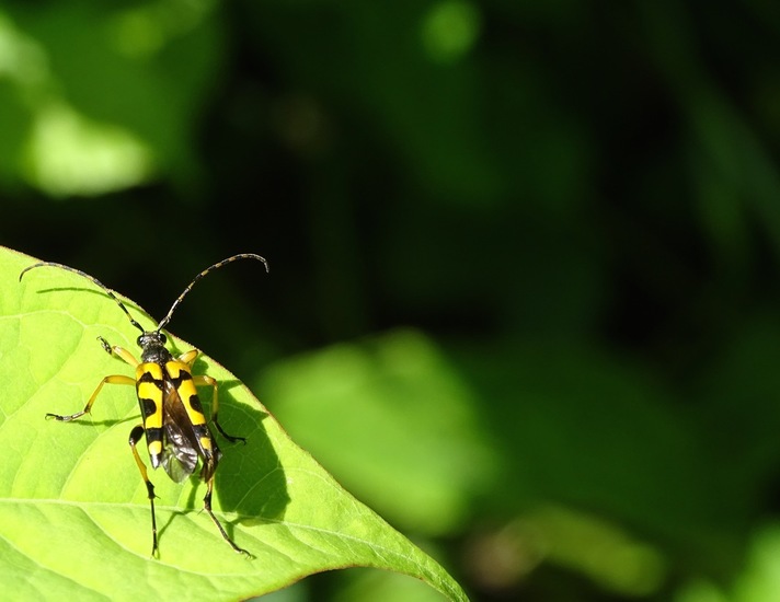 Geringelde Smalboktor.