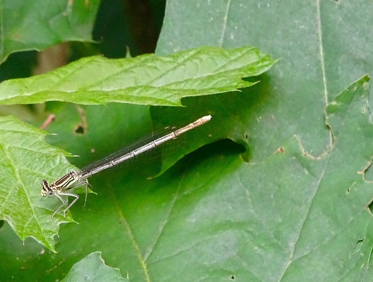 Blauwe breedscheenjuffer – Platycnemis pennipes.
