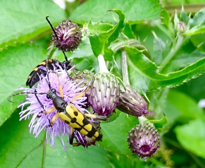 Geringelde Smalboktor.
