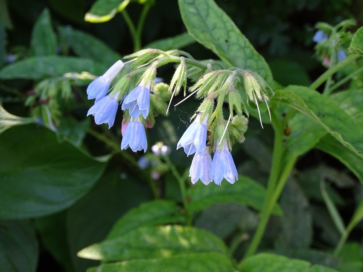 De Brand, 28-6-2016.