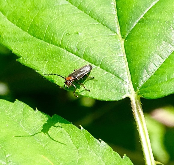 De Brand, 28-6-2016.