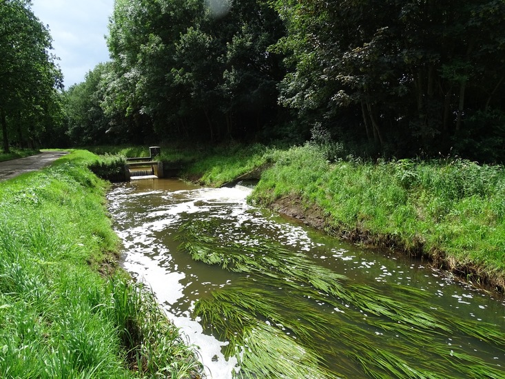 Schorsstraat, Rijen.