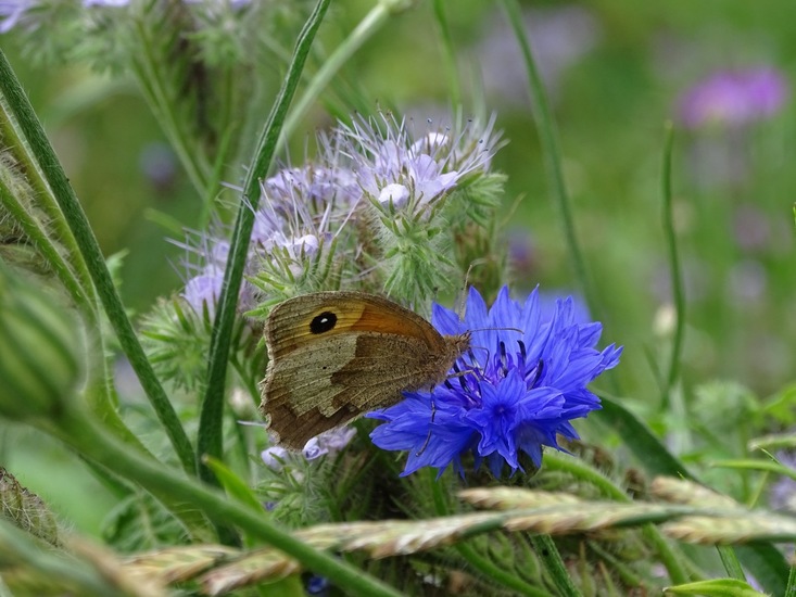 Hoevestraat, 1-7-2016.