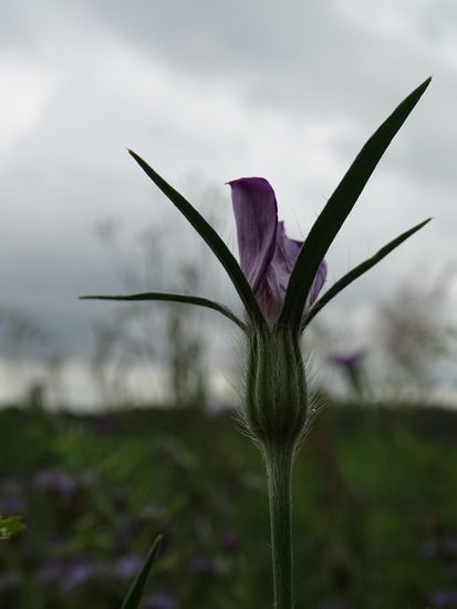 Hoevestraat, 1-7-2016.