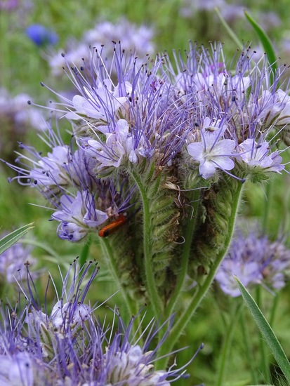 Hoevestraat, 1-7-2016.