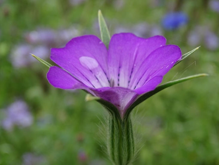 Hoevestraat, 1-7-2016.