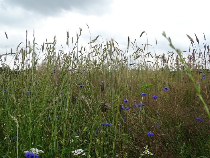 Hoevestraat, 1-7-2016.