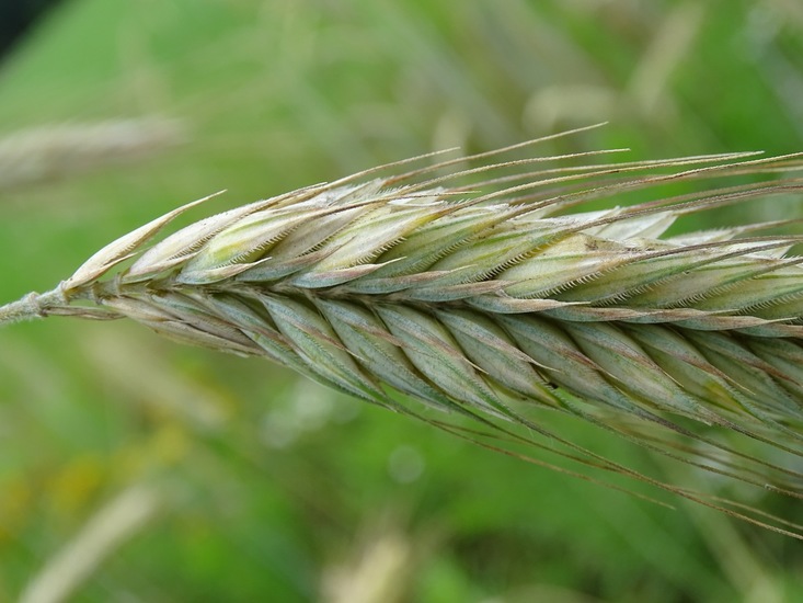 Hoevestraat, 1-7-2016.