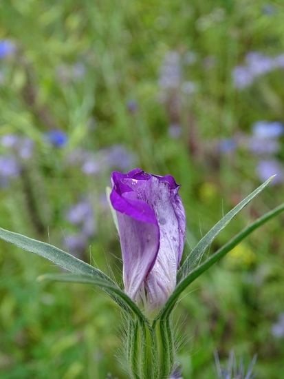 Hoevestraat, 1-7-2016.