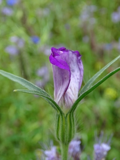 Hoevestraat, 1-7-2016.