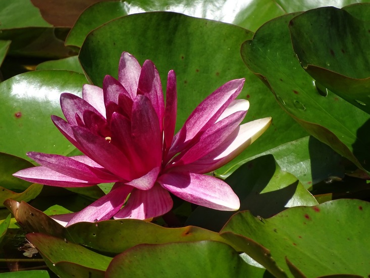 Tuin Dongen, 3-7-2016.