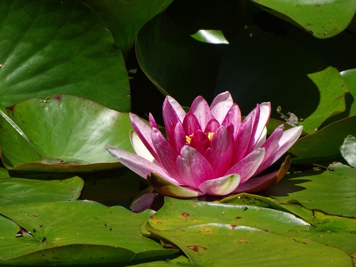 Tuin Dongen, 3-7-2016.