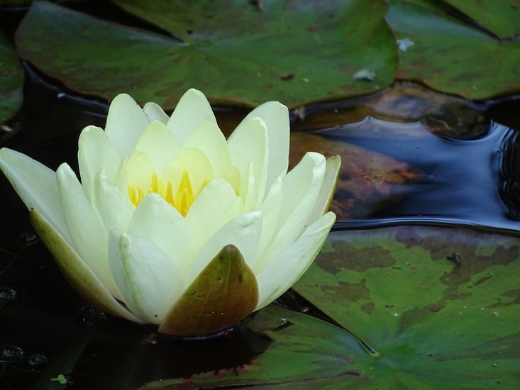 Tuin Dongen, 3-7-2016.