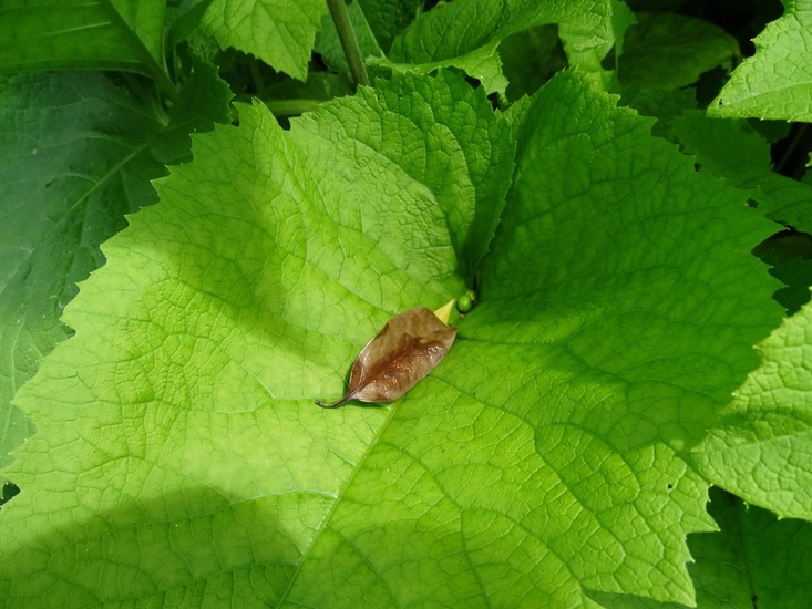 Tuin Dongen, 3-7-2016.