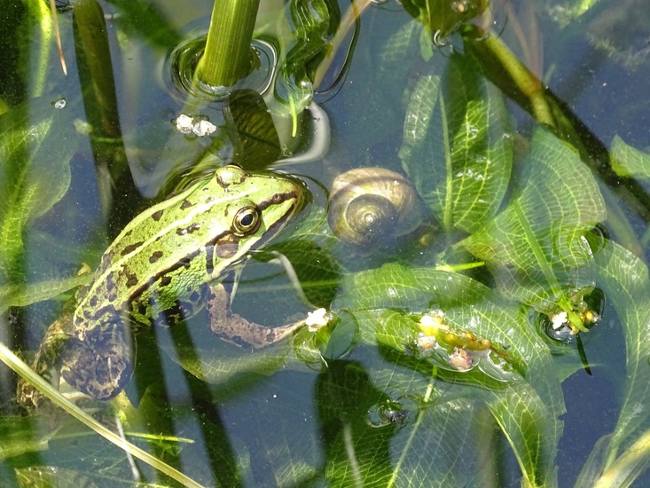 Tuin Dongen, 3-7-2016.