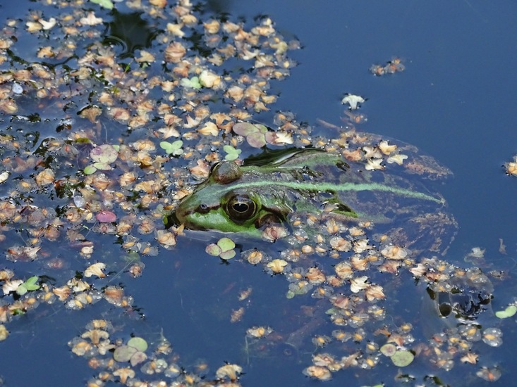 Tuin Dongen, 3-7-2016.