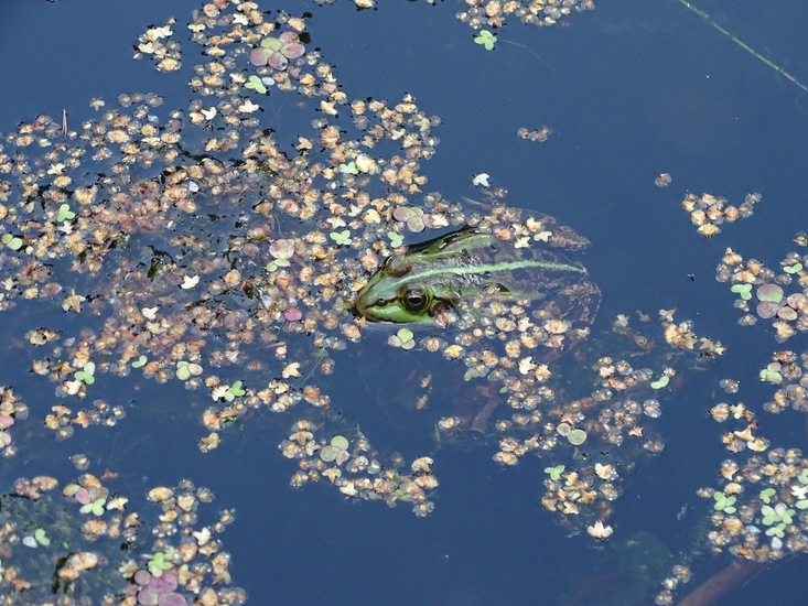 Tuin Dongen, 3-7-2016.