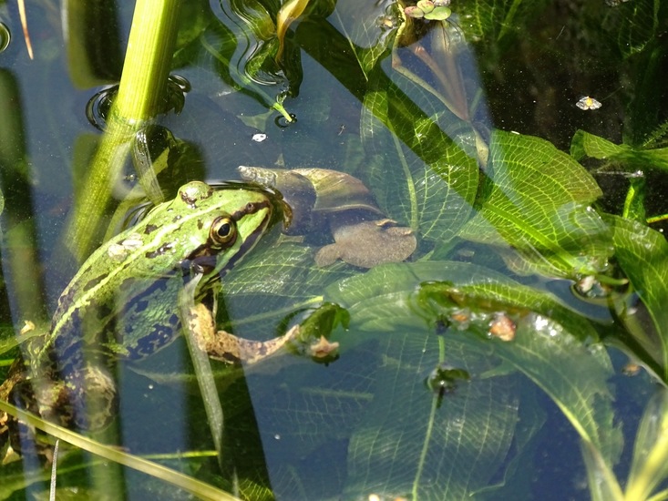 Tuin Dongen, 3-7-2016.