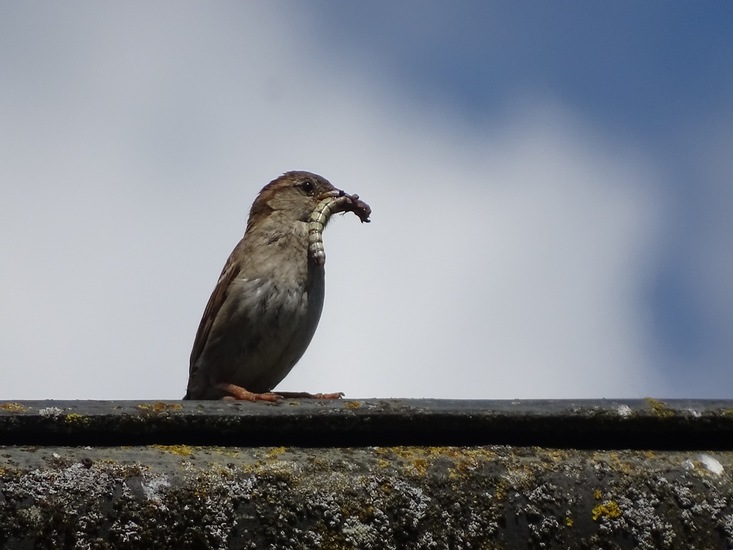 Tuin Dongen, 3-7-2016.