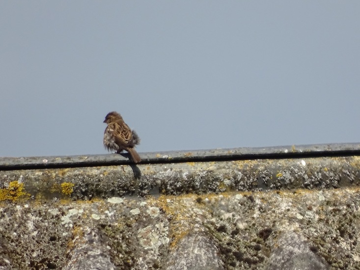 Tuin Dongen, 3-7-2016.