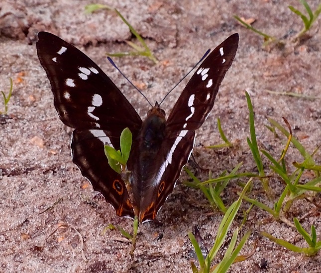 Grote weerschijnvlinder.