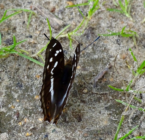 Grote weerschijnvlinder.