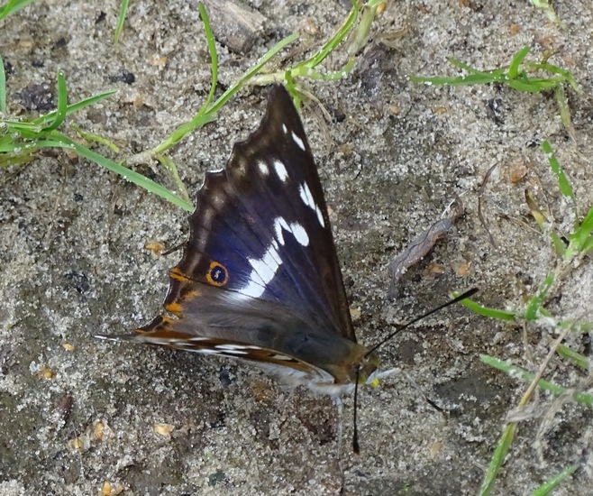 Grote weerschijnvlinder.