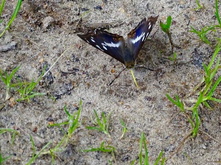 Grote weerschijnvlinder.