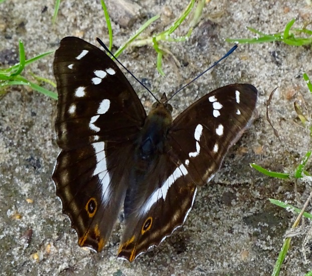Grote weerschijnvlinder.