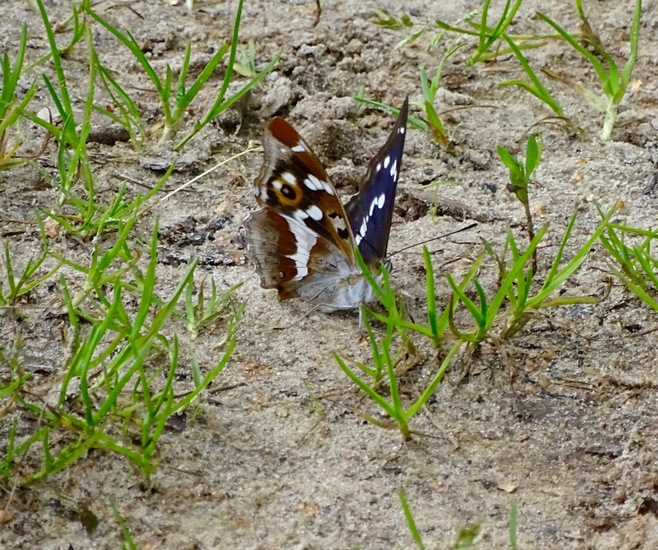Grote weerschijnvlinder.
