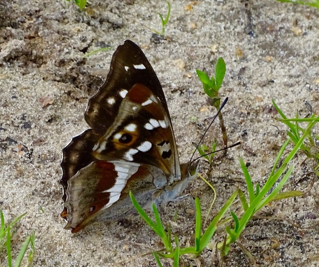 Grote weerschijnvlinder.