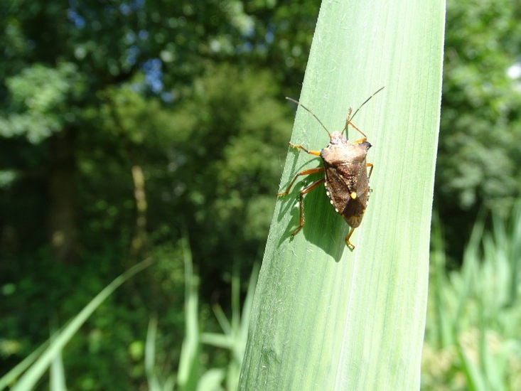 Roodpotige schildwants.