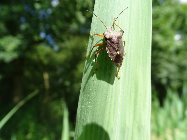Roodpotige schildwants.