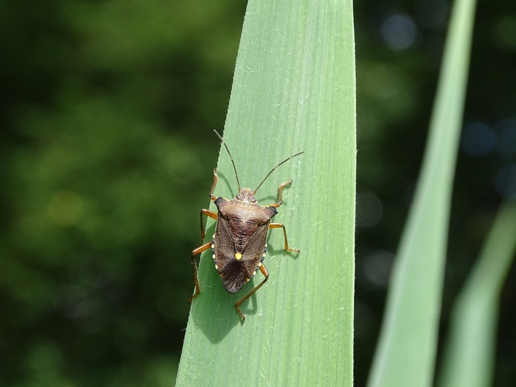 Roodpotige boomwants.
