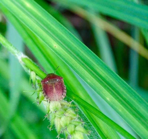 Gewone Pantserwants.