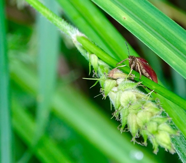 Gewone Pantserwants.