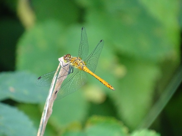 Bloedrode heidelibel, vrouwtje.