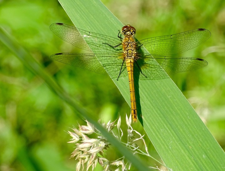 Bloedrode heidelibel, vrouwtje.