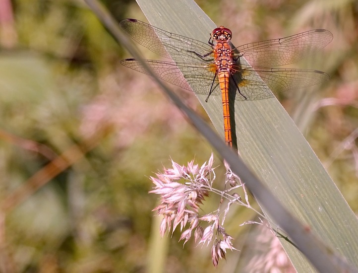 Bloedrode heidelibel, vrouwtje.