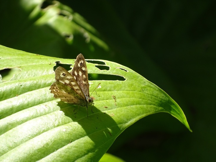 Tuin Dongen, 3-7-2016.